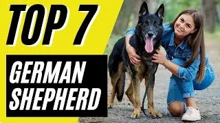 7 Things Only German Shepherd Owners Understand
