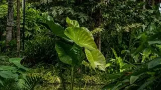 HD nature video