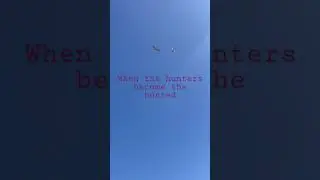 Hawks circling dachshunds in Texas