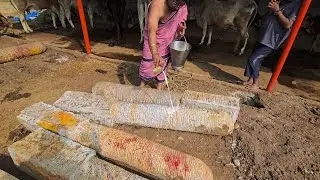 🐄GARUKU STHAMBHAM PRATISHTHA🐄 - 7