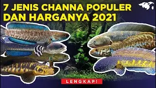 LENGKAP! 7 JENIS IKAN CHANNA / GABUS HIAS YANG POPULER DAN HARGANYA DI TAHUN 2021