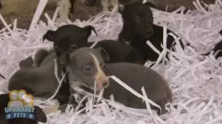 Purebred Whippet puppies