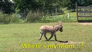 Where's my Mom? - Our baby miniature donkey is separated from his Mom & doesn't like it