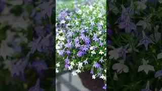The Best Annual Flowers to Grow From Seed