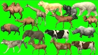 Animal List: Animals Running on Green screen | Animal stampede green screen | Animal green screen