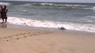 Sea Turtles Released at Long Point Beach
