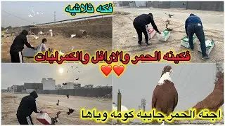 صندوق قبطً طيور😳120 طير فكيت 😎خالدتورط وفك الارافل من بعيد😭😭