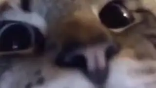 cat rapping 3005