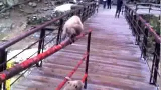 Jigokudani Snow Monkeys Japan - part 2
