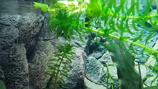 (элодея)зелёный фильтр аквариумай