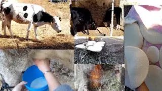 😍العطلة فالغروبية🚗 مع الخبز فالفران🫓🍞 ديال المسيرة مع اجواء العروبية يااسلام 🐄🐓🪿🦢🕊🐥🐤