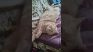 Золотой #котэ #котики #юмор #милота #cat #viral #vibe #catvideos #кошка #мысли #золото #pet #котяра