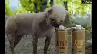 Peggy The Hairless Pug - Showreel