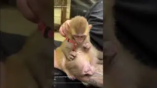 Monkey Grooming ASMR  #asmr #monkey #sniffing #cute #sleepy #eatingsounds #grooming #gorilla
