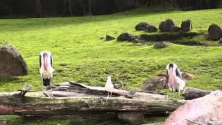 Shizhou Zoo mov