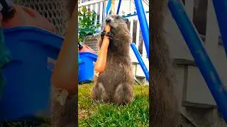 Mr. Sparkle Dog Definitely Said Nothing In This Dad Joke 🥕🐾 #groundhog #funny #lol #cute #adorable