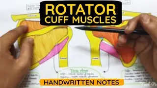 Rotator cuff Muscles Anatomy - Easy handwritten notes  #anatomynotes #handwrittennotes #muscles