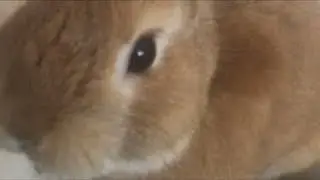 1/24【朝coco】うさぎのcocoちゃん　Coco the Rabbit, from Japan がライブ配信中！