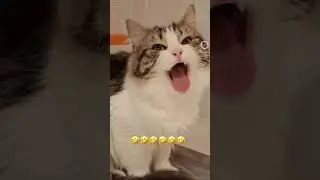 #comedyshorts #funnycomedy #catlovers #cat #comedy #catcomedy #petcomedy #voiceover #lol #catshub