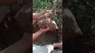 tarul khadai ko abshta