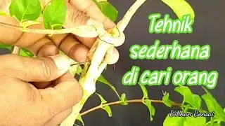 Program Lanjutan Cangkok Pecah Batang Bahan Bonsai Sancang @bikhanbonsai