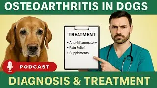Dog Arthritis Signs & Treatment: Help Your Senior Dog Walk Pain-Free