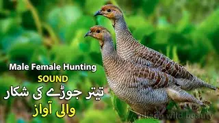 Female Male Teetar Shikar ki Awaz | Partridge Male Female Hunting Sound | Francolin Pair Voice