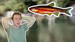 I found STUNNING fish in Tennessee