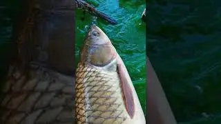 // Best Grass carp Fish From River //