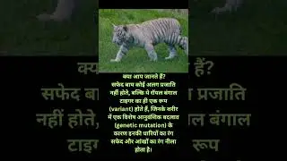 #whitelines #viral #facts #tiger #bengoltiger