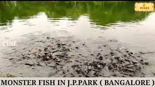 Jp.park Monster Fish in Bangalore #jppark #Banglore