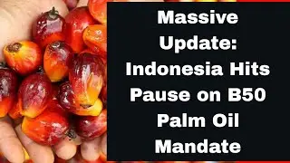 Massive Update: Indonesia Hits Pause on B50 Palm Oil Mandate