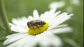 macro shot of a honey bee sitting on a white daisy flower