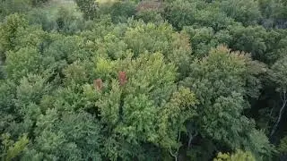 No Fall Color At The Farm Yet