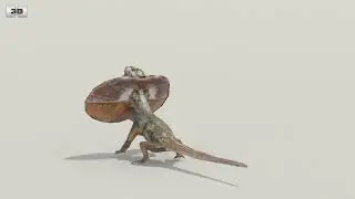 Frilled lizard Low Poly 3D model by 3DModels.org