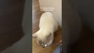 &ldquo;I Don&rsquo;t Even Think&rdquo; 😹 Golden&rsquo;s Toothbrush Moment
