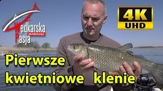 Pierwsze kwietniowe klenie 4K #138 | wędkarstwo spinningowe