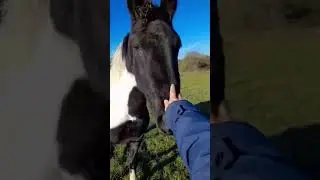 #beautiful horse roaming in the field and very friendly