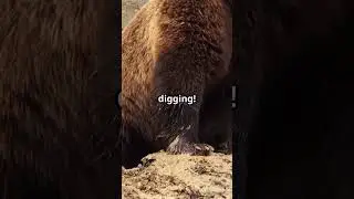 7 Jaw Dropping Facts About Grizzly Bears