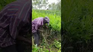 tea pruning