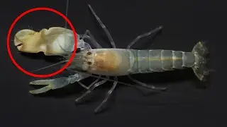 Animals With AMAZING Powers and Abilities