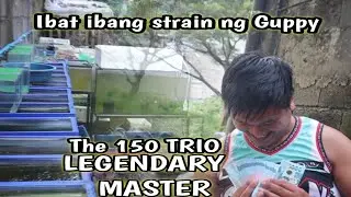 150 Trio Guppy MASTER kumita ng 180,000 pesos LEGIT!😱Baliw na breeder ibang ibang strain ng guppy