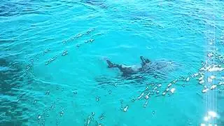 APSE TOURS| DOLPHIN WATCHING CRUISE AT FORSTER SUNNY DAY