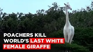 World's Only Female White Giraffe And Her Calf Killed In Kenya