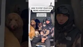 КАК: Избавить свою собаку от агрессии ❌🐶 #собака #дрессировкасобак #психологиясобаки