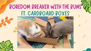 DIY Boredom Breaker with the Bunnies Ft. Cardboard Boxes and Demonstration from the Buns :)