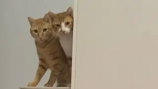 Sex in a pan