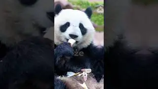 Słodkie pandy 🐼 , kt&oacute;re kochają bambus #panda #natura #zwierzęta #bambus #jedzenie #przyroda