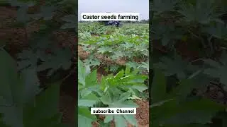 castor seeds farming of India 🇮🇳