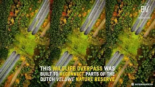 Deze wildviaduct is gebouwd om delen van het Nederlandse natuurgebied Veluwe weer met elkaar te verbinden.